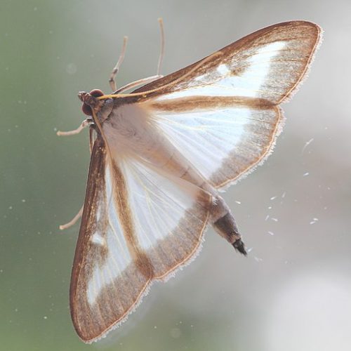 Futility: The Story of a Moth | iBrattleboro.com