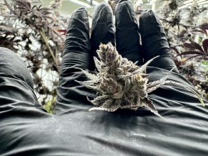 high priestess cannabis bud